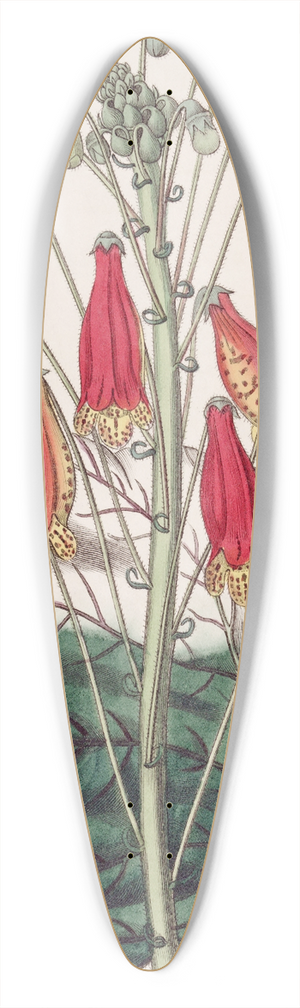 Sydenham Edwards - The Zebra Gesnera 39.3 inch art pintail longboard deck