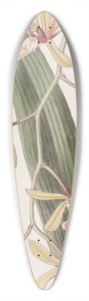 Sydenham Edwards - Thick-leaved Cymbidium 39.3 inch art pintail longboard deck
