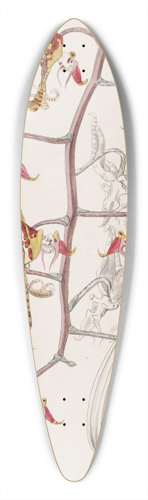 Sydenham Edwards - Three-coloured Spotted Gongora 39.3 inch art pintail longboard deck