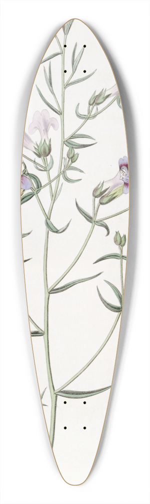 Sydenham Edwards - Three-leaved Pentstemon 39.3 inch art pintail longboard deck