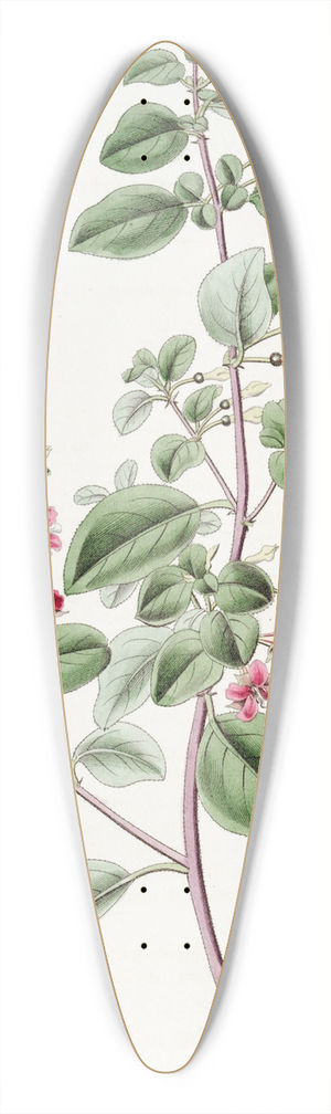 Sydenham Edwards - Thyme-leaved Fuchsia 39.3 inch art pintail longboard deck
