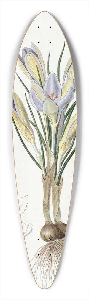 Sydenham Edwards - Tiny Crocus 39.3 inch art pintail longboard deck
