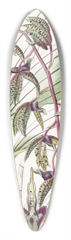 Sydenham Edwards - Triangular lipped Flywort 39.3 inch art pintail longboard deck