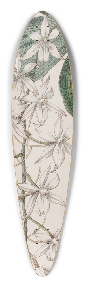Sydenham Edwards - Two-lobed Angurek 39.3 inch art pintail longboard deck