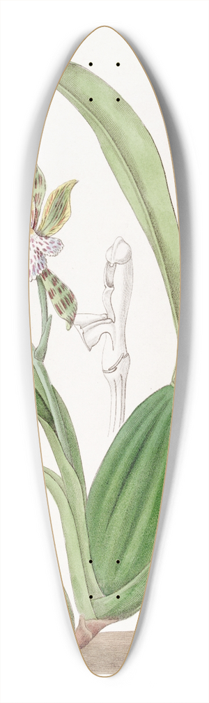 Sydenham Edwards - Variegated Aspasia 39.3 inch art pintail longboard deck