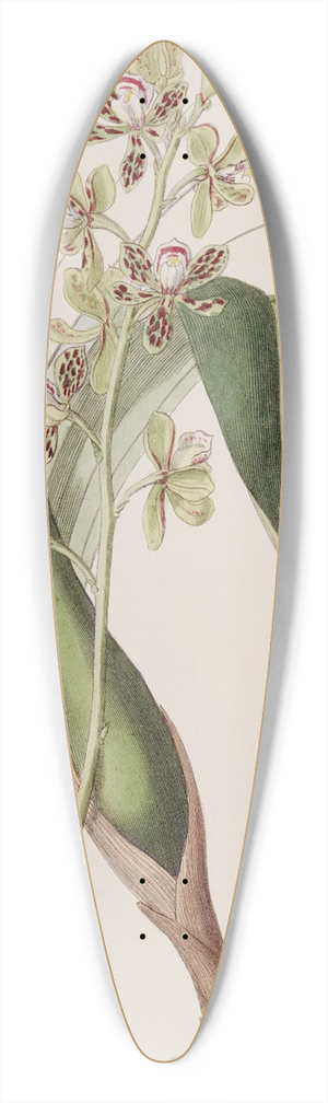 Sydenham Edwards - Variegated Epidendrum 39.3 inch art pintail longboard deck