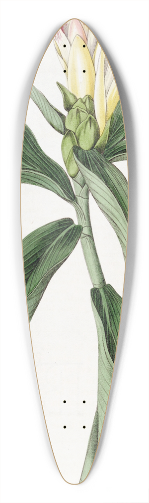 Sydenham Edwards - Variegated-flowered Costus 39.3 inch art pintail longboard deck