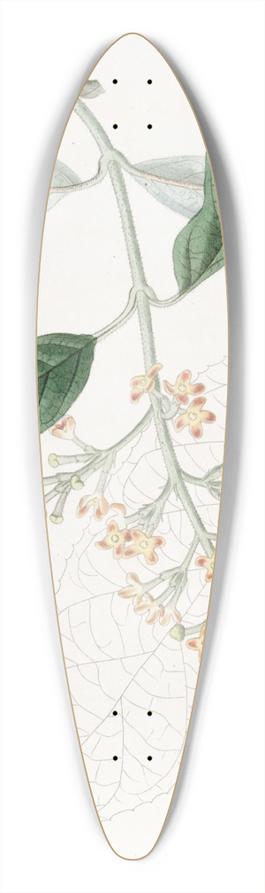 Sydenham Edwards - Various-leaved Buddlea 39.3 inch art pintail longboard deck