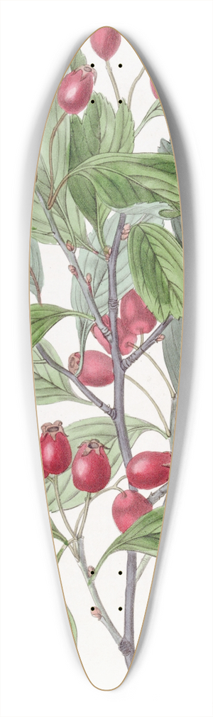 Sydenham Edwards - Various-leaved Hawthorn 39.3 inch art pintail longboard deck