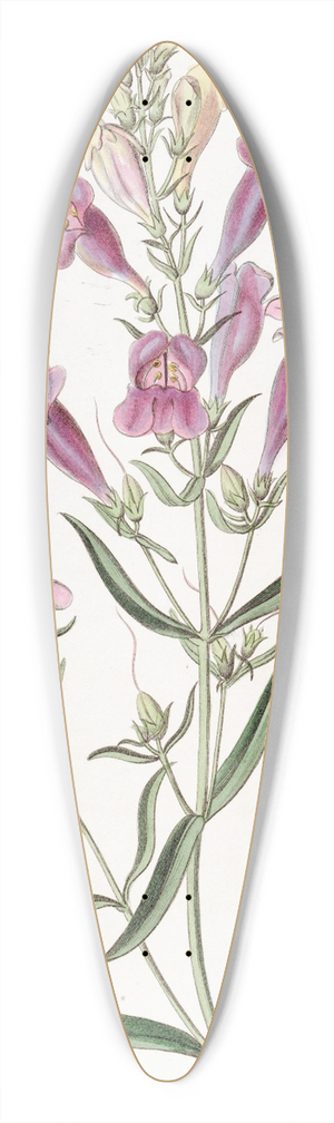 Sydenham Edwards - Various-leaved Pentstemon 39.3 inch art pintail longboard deck