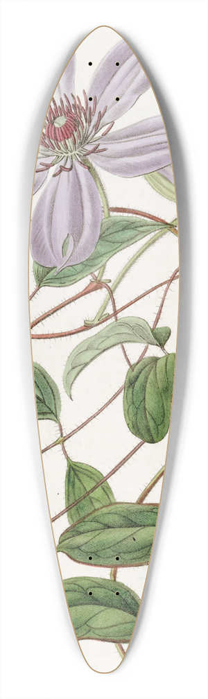 Sydenham Edwards - Violet Clematis 39.3 inch art pintail longboard deck