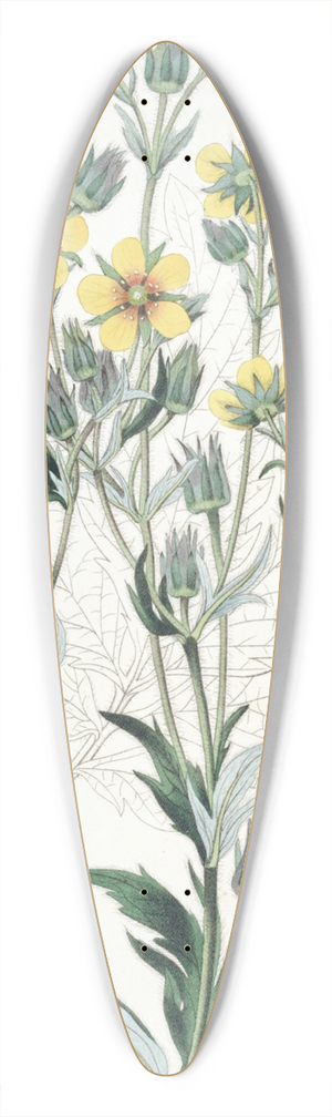 Sydenham Edwards - Viscid Cinquefoil 39.3 inch art pintail longboard deck