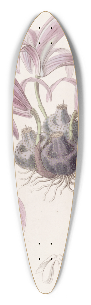Sydenham Edwards - Wallichs Caelogyne 39.3 inch art pintail longboard deck