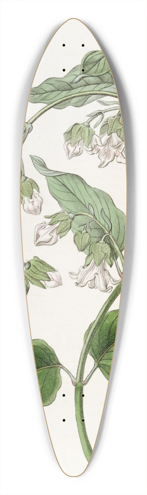 Sydenham Edwards - White Bladderbloom 39.3 inch art pintail longboard deck