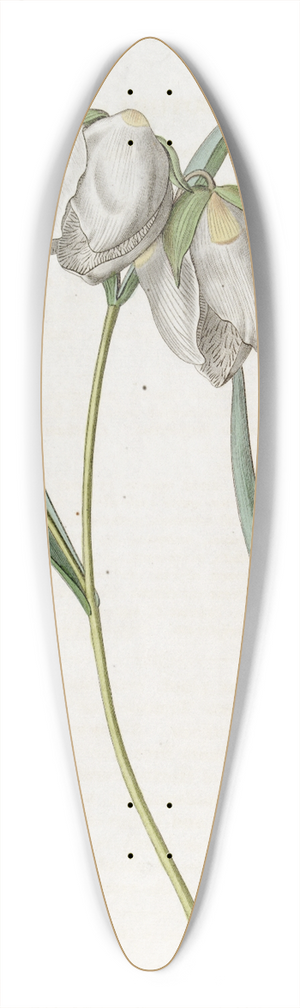 Sydenham Edwards - White Cyclobothra 39.3 inch art pintail longboard deck