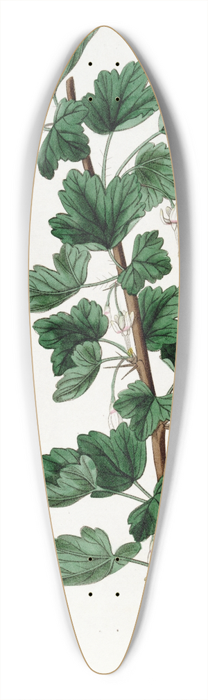 Sydenham Edwards - White-flowered Gooseberry 39.3 inch art pintail longboard deck