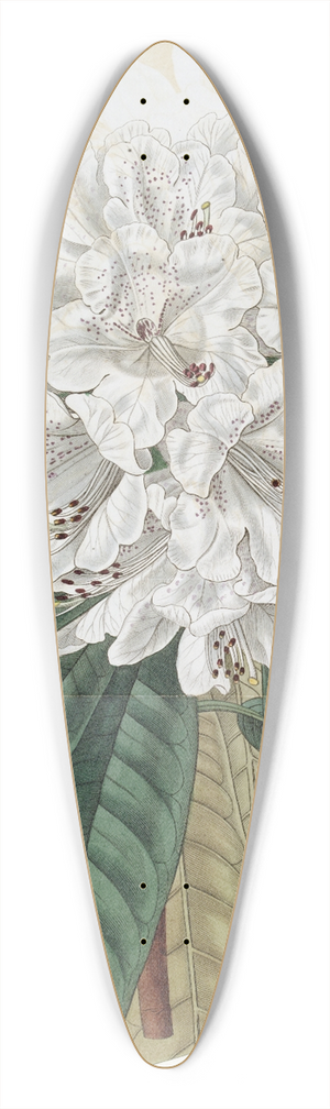 Sydenham Edwards - White Tree Rhododendron 39.3 inch art pintail longboard deck