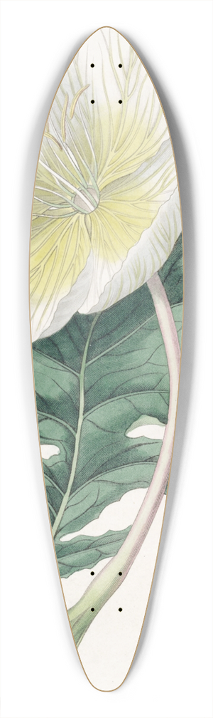 Sydenham Edwards - White Upright Evening Primrose 39.3 inch art pintail longboard deck
