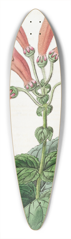 Sydenham Edwards - Wide-mouthed Gesnera 39.3 inch art pintail longboard deck