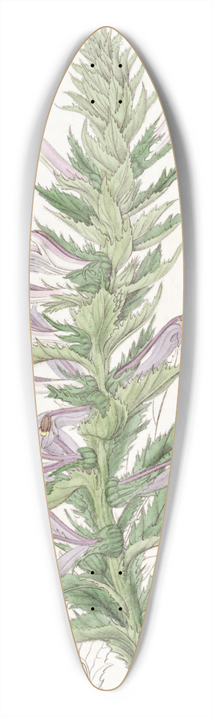 Sydenham Edwards - Winged-stemmed Lobelia 39.3 inch art pintail longboard deck