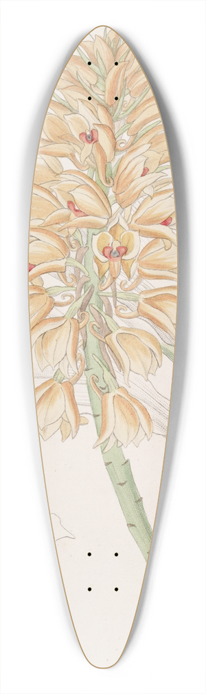Sydenham Edwards - Yellow-spiked Calanthe 39.3 inch art pintail longboard deck