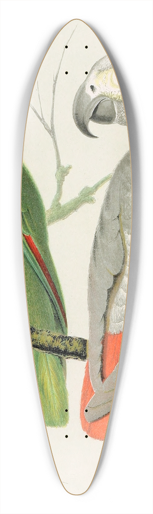 W. A . Blakston - Amazon Parrot, Grey Parrot 39.3 inch art pintail longboard deck