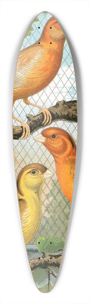 W. A . Blakston - Cinammon Canaries 39.3 inch art pintail longboard deck