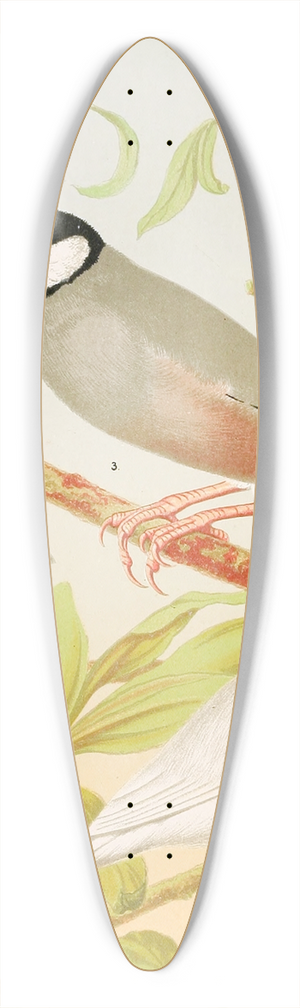W. A . Blakston - Java Sparrows, Nuns 39.3 inch art pintail longboard deck