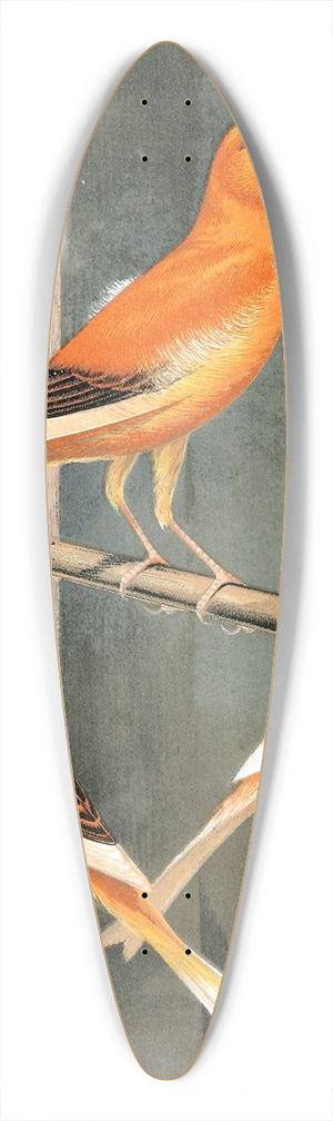 W. A . Blakston - Norwich Canaries 39.3 inch art pintail longboard deck