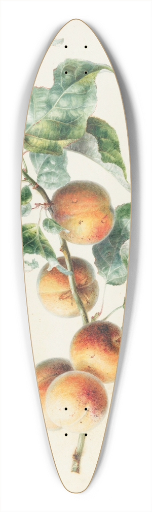 Willem Hekking - Apricots on a branch signed 39.3 inch art pintail longboard deck
