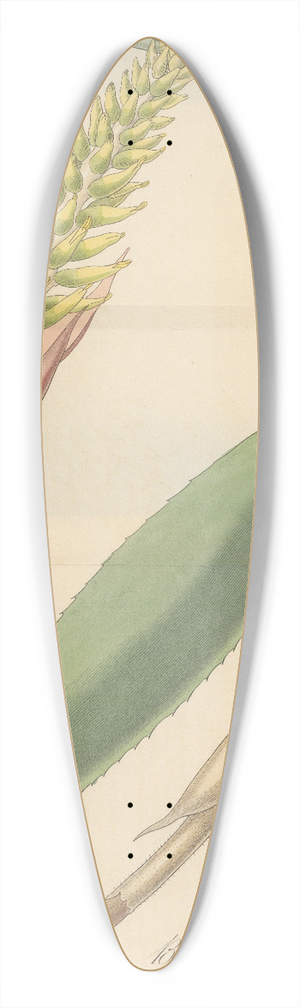 William Jackson Hooker - Bromelia nudicaulis 39.3 inch art pintail longboard deck