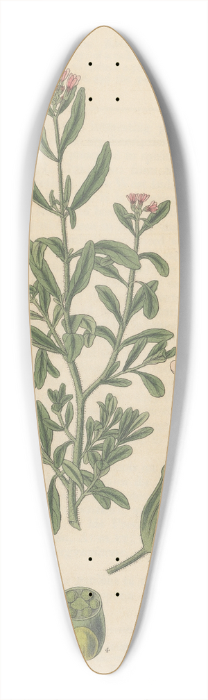 William Jackson Hooker - Cuphea Parviflora 39.3 inch art pintail longboard deck