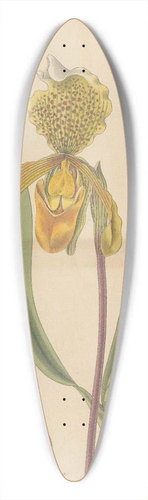 William Jackson Hooker - Cypripedium insigne 39.3 inch art pintail longboard deck