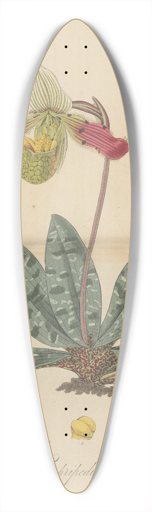 William Jackson Hooker - Cypripedium venustum 39.3 inch art pintail longboard deck