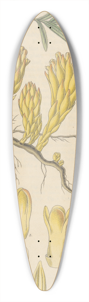 William Jackson Hooker - Cytinus hypocistis 39.3 inch art pintail longboard deck