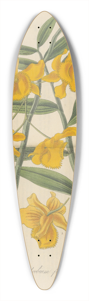 William Jackson Hooker - Dendrobium fimbriatum 39.3 inch art pintail longboard deck