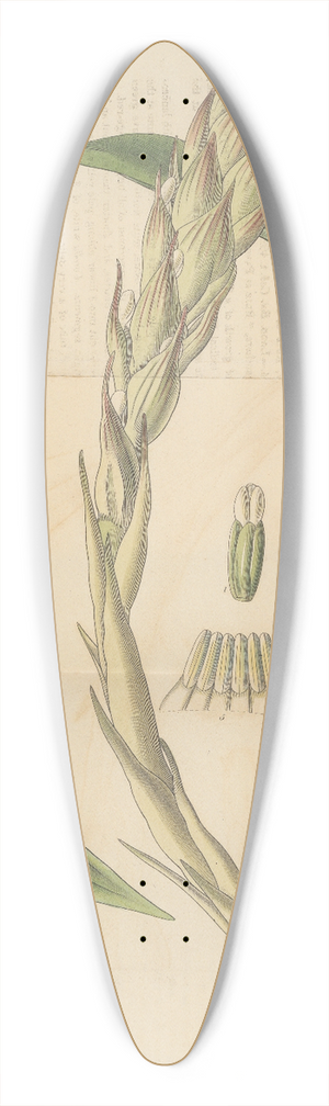 William Jackson Hooker - Gusmannia tricolor 39.3 inch art pintail longboard deck