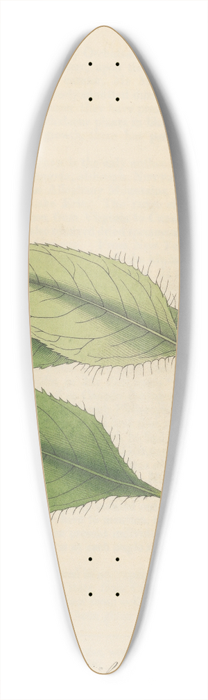 William Jackson Hooker - Impatiens Fimbriata 39.3 inch art pintail longboard deck