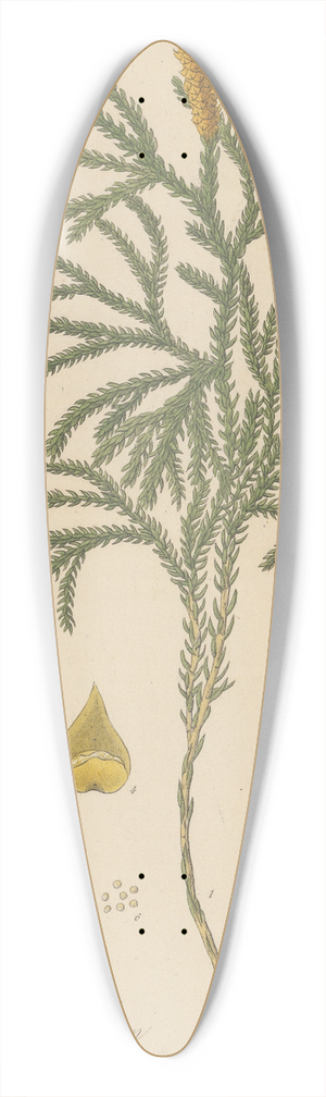 William Jackson Hooker - Lycopodium dendroideum 39.3 inch art pintail longboard deck