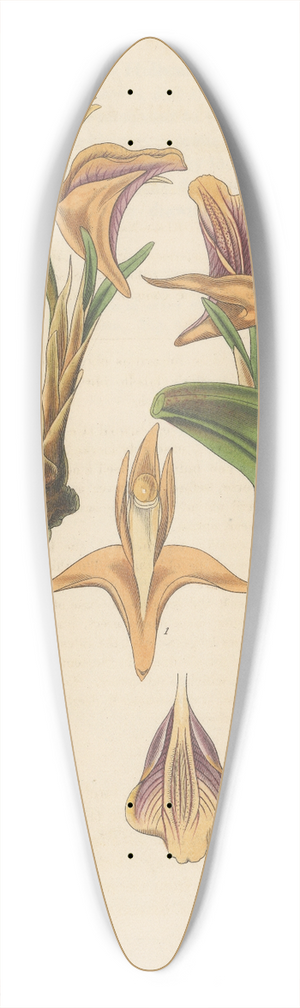 William Jackson Hooker - Maxillaria parvula 39.3 inch art pintail longboard deck