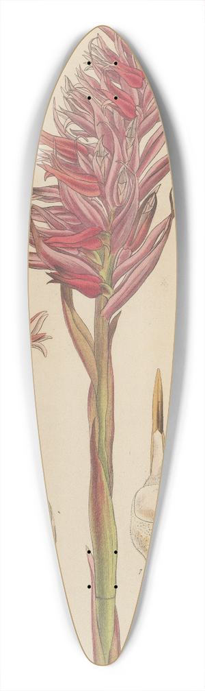 William Jackson Hooker - Neottia speciosa 39.3 inch art pintail longboard deck