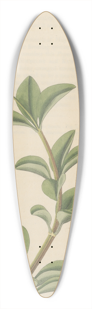 William Jackson Hooker - Peperomia pereskiaefolia 39.3 inch art pintail longboard deck
