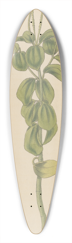 William Jackson Hooker - Peperomia polystachia 39.3 inch art pintail longboard deck