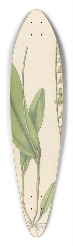 William Jackson Hooker - Pleurothallis racemiflora 39.3 inch art pintail longboard deck