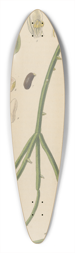 William Jackson Hooker - Rhipsalis Cassutha 39.3 inch art pintail longboard deck