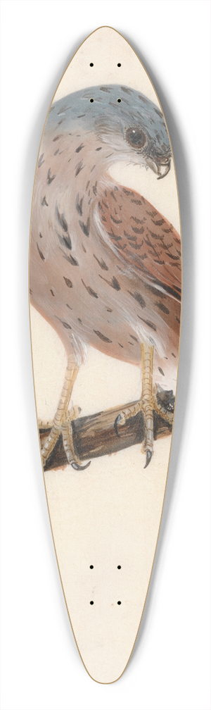 William Lewin - Falcon; Hen Krestel 39.3 inch art pintail longboard deck