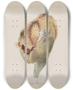 Triptych art skateboard deck of Adolf Schrdter  Drei Verschiedene Orchideenblten by Adolf Schrodter (1805-1875)