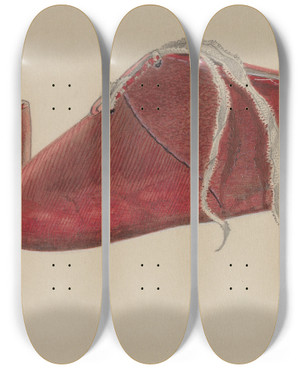 Triptych art skateboard deck of William Frank Babys Shoe by William Frank