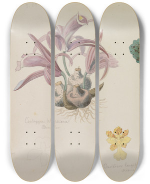 Triptych art skateboard deck of Adolf Schrdter  Fnf Verschiedene Orchideenblten by Adolf Schrodter (1805-1875)