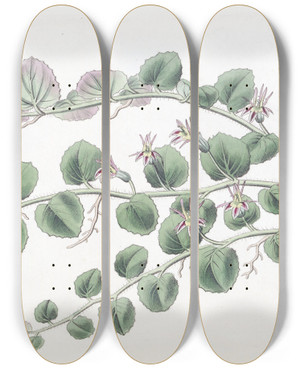 Triptych art skateboard deck of Sydenham Edwards Begonialeaved Pratia by Sydenham Edwards (1768-1819)